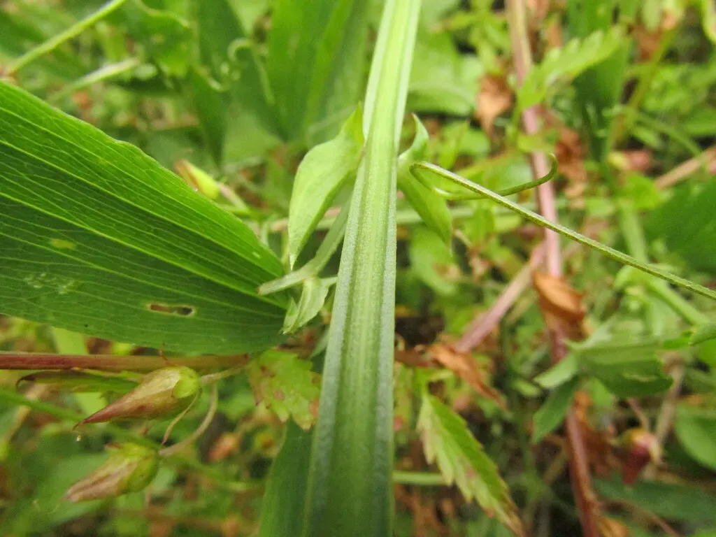 Lathyrus Cabrerianus