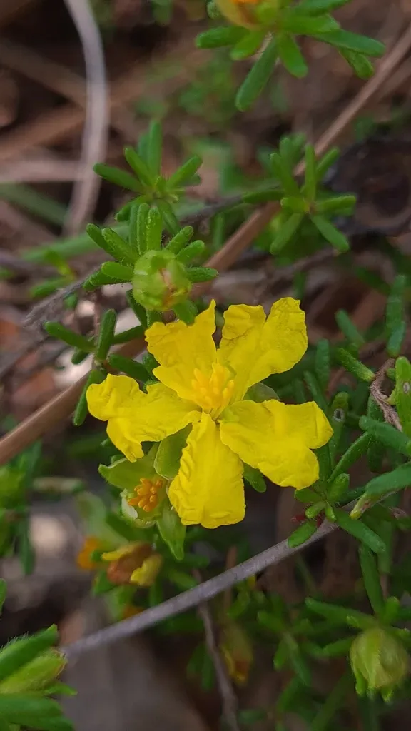 Hibbertia Spanantha