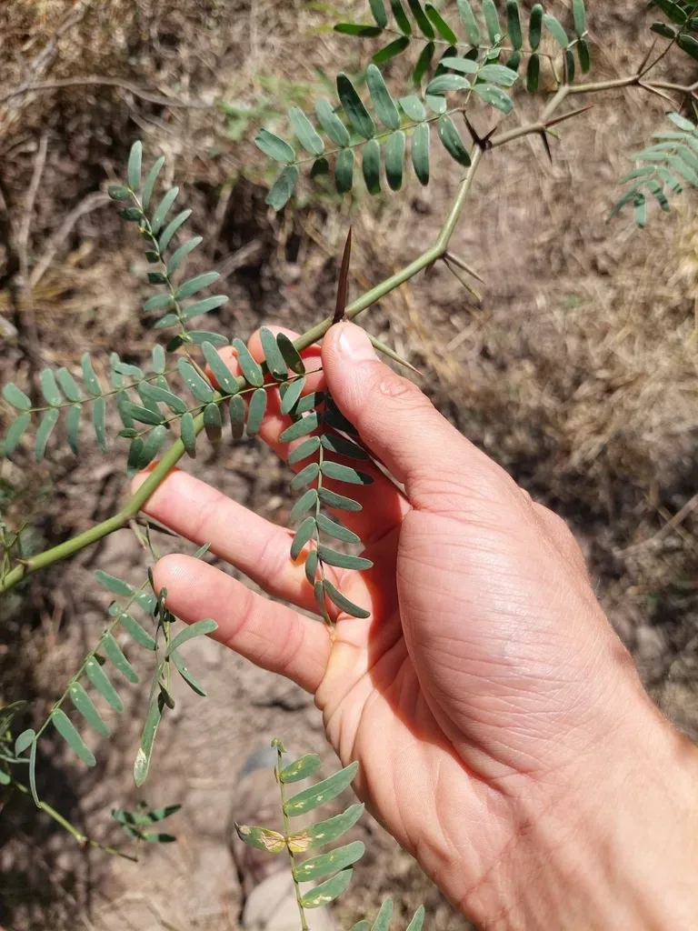 Neltuma × Vinalillo