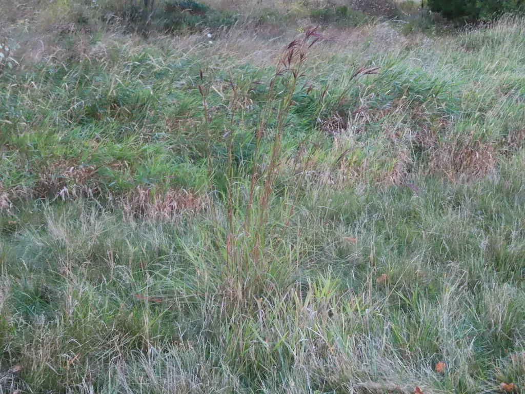 Big Bluestem