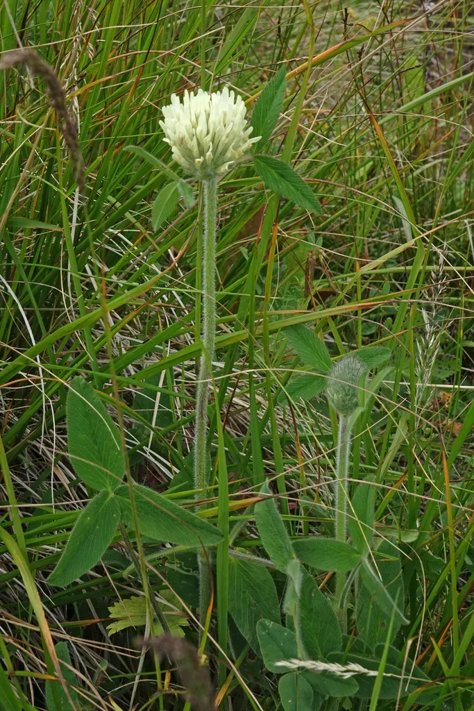 Hen Eggs Clover