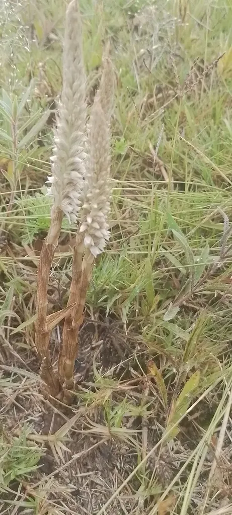 Brachystele Camporum