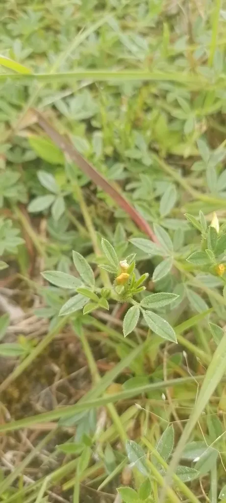 Stylosanthes Leiocarpa