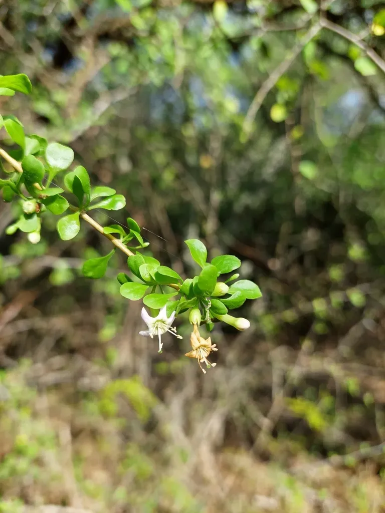 Lycium Americanum