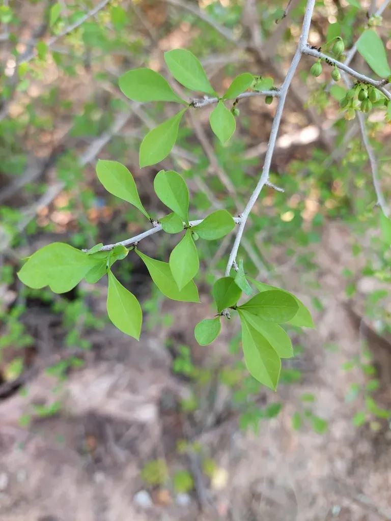 Achatocarpus Praecox