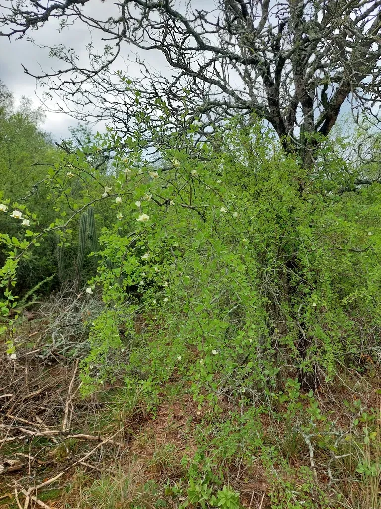Bougainvillea Campanulata