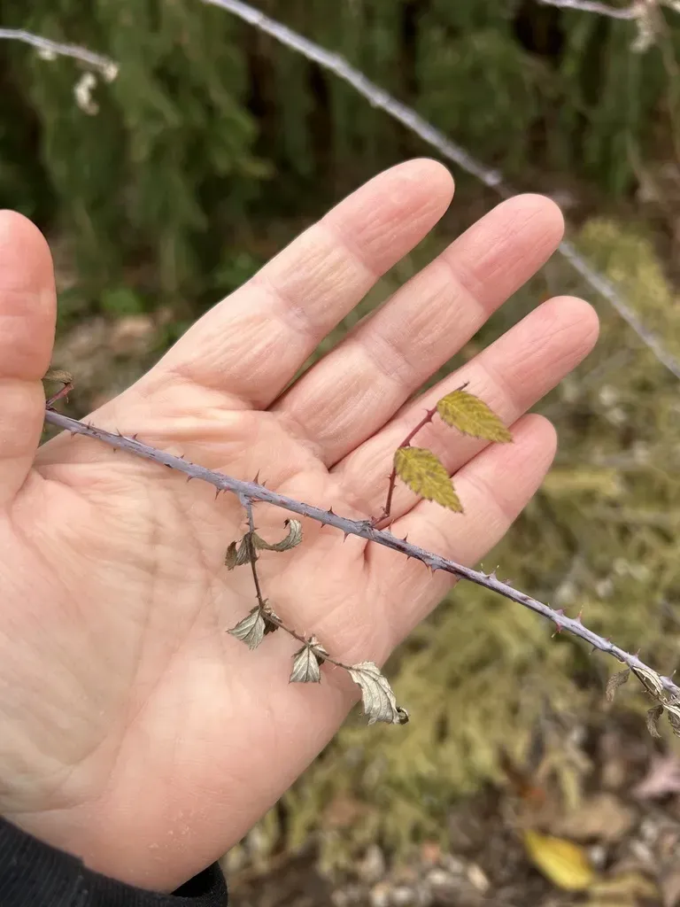 White-stemmed Bramble