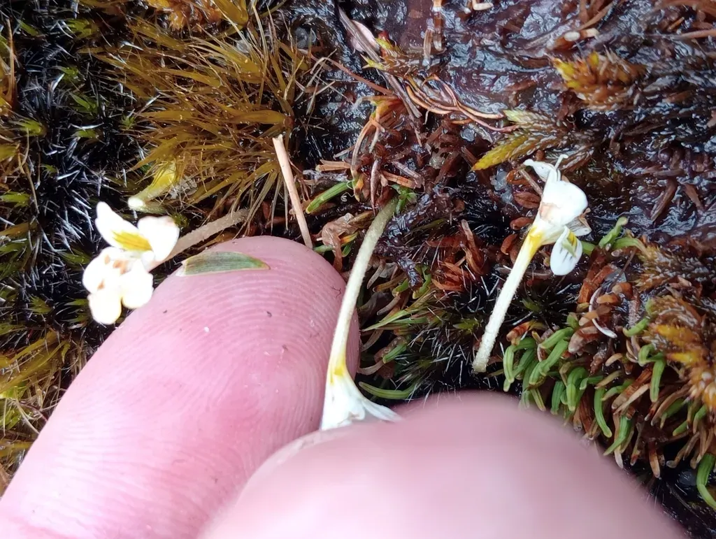 Euphrasia Wettsteiniana
