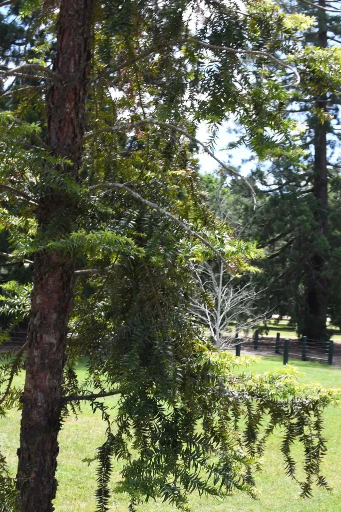 Klinki Pine