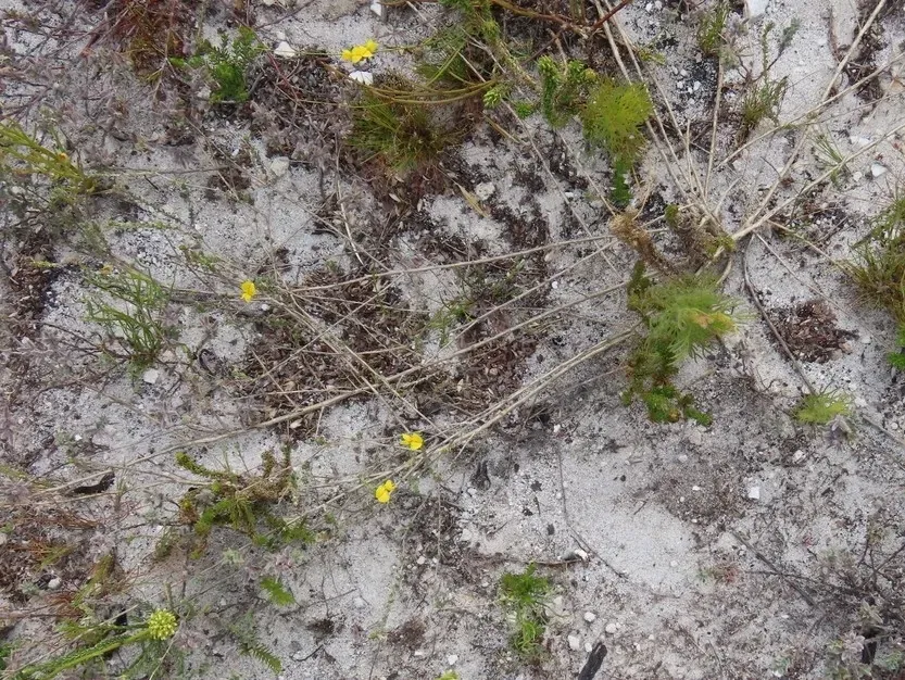 Aspalathus Intervallaris