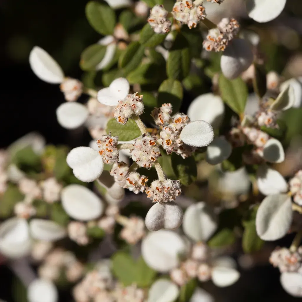 Spyridium Phlebophyllum