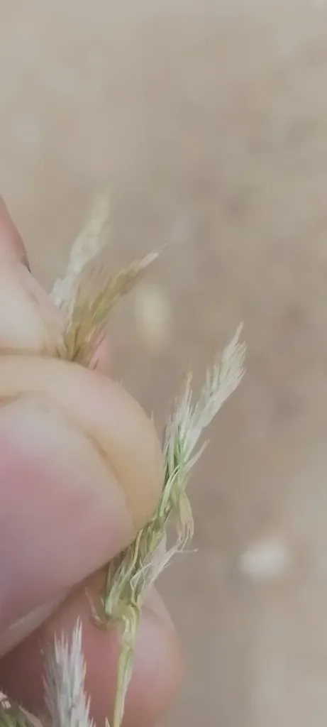 Cinnagrostis Viridiflavescens