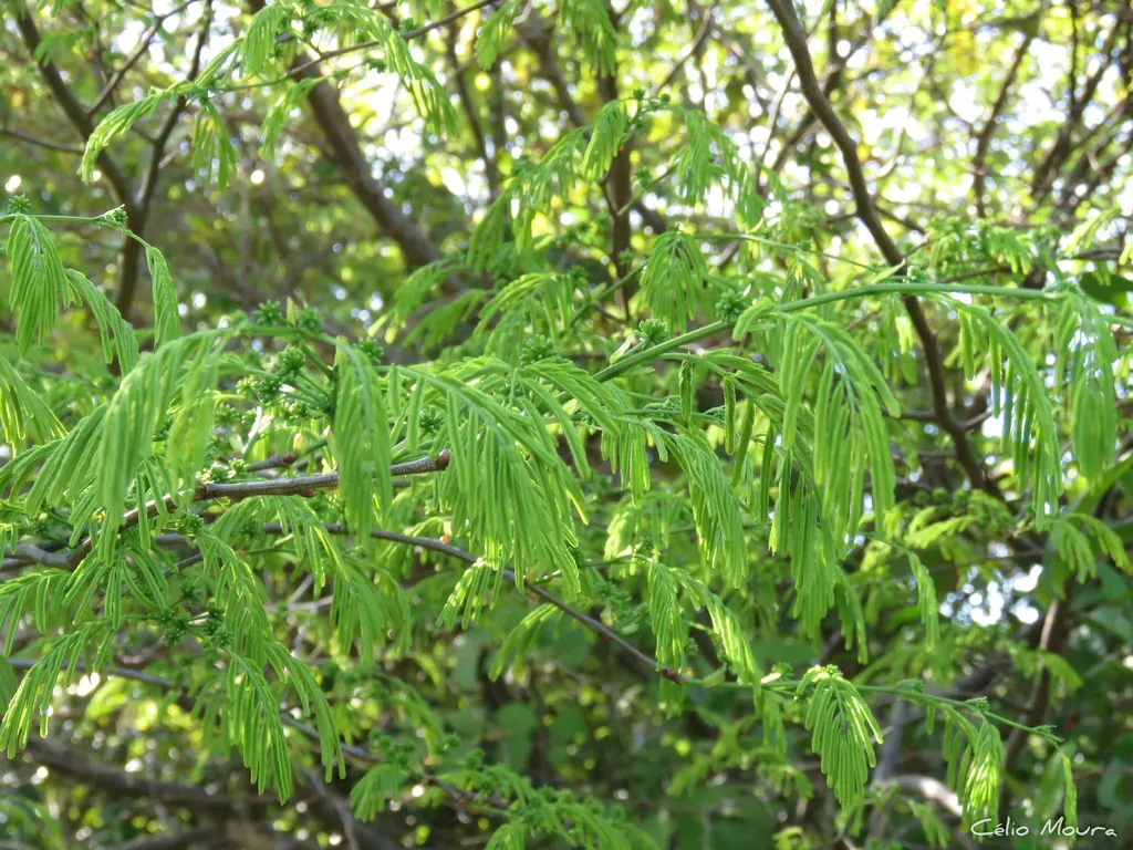 Chloroleucon Acacioides