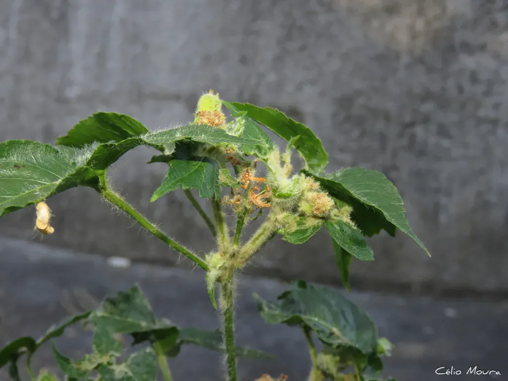 Astraea Surinamensis