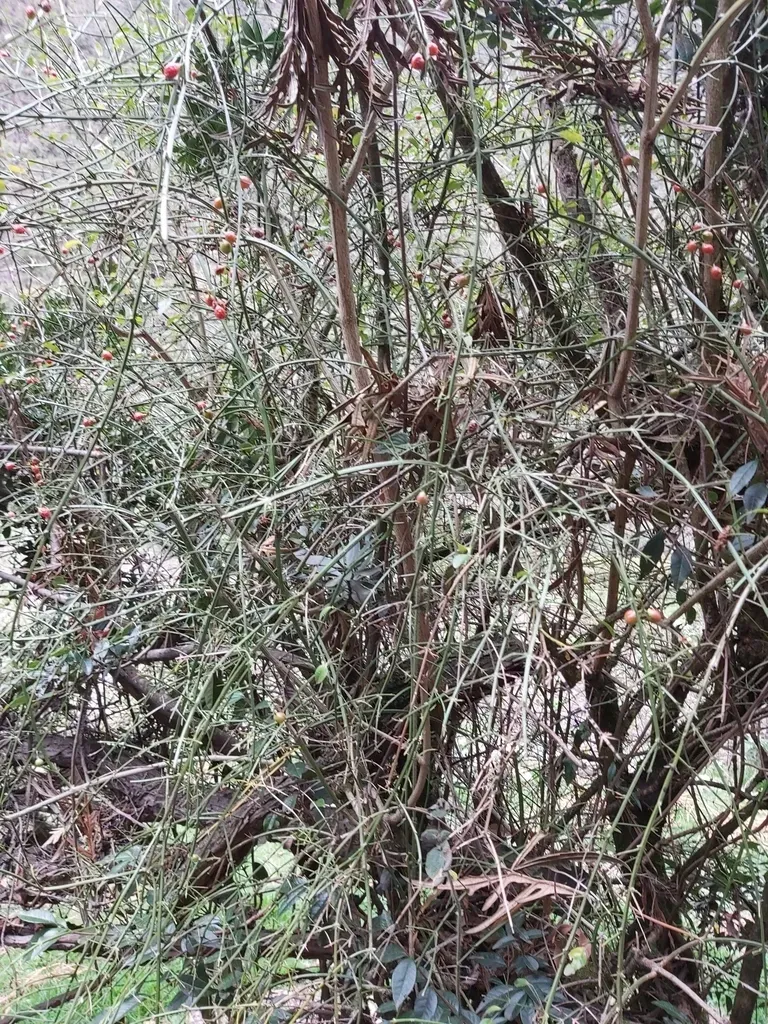 Citharexylum Herrerae