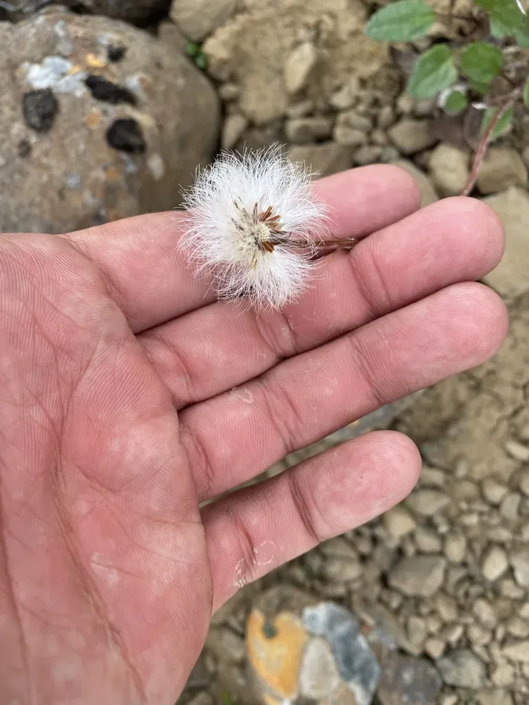 Endocellion Sibiricum