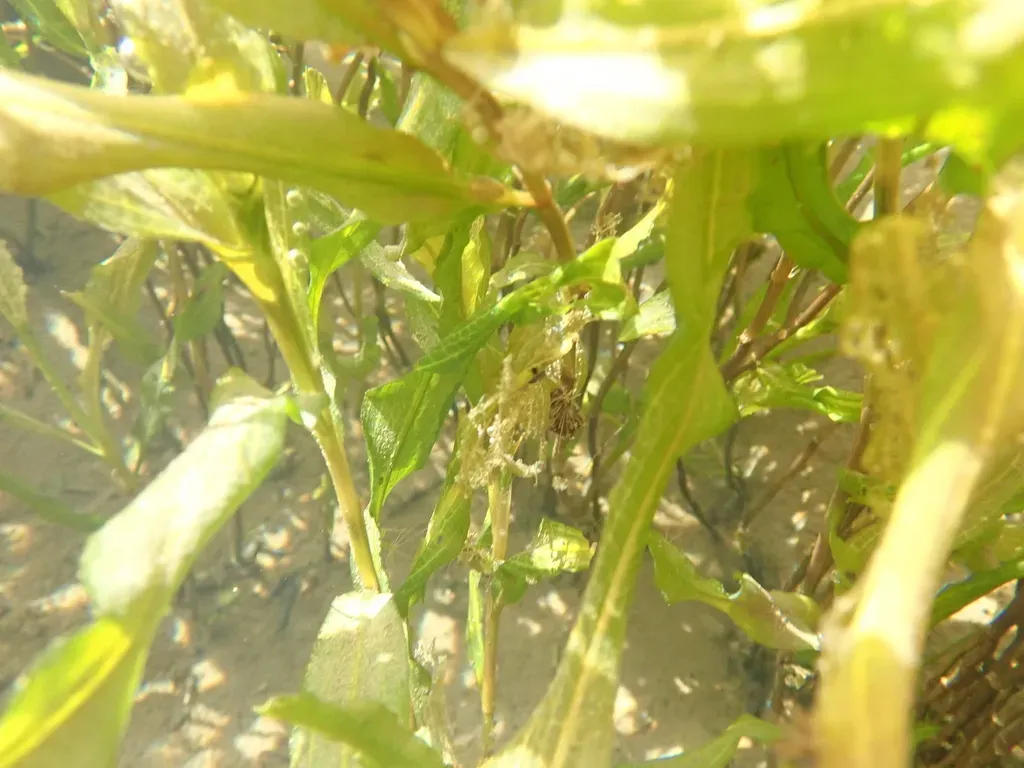 Potamogeton Sulcatus