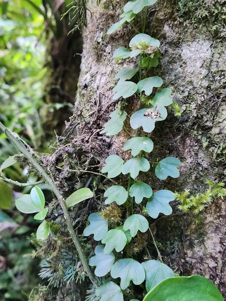 Passiflora Lancearia