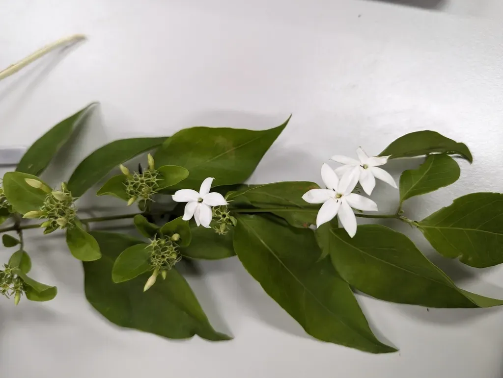 Common Malayan Jasmine