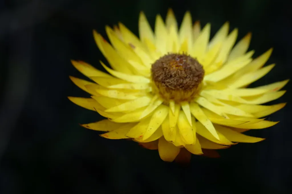 Xerochrysum Palustre