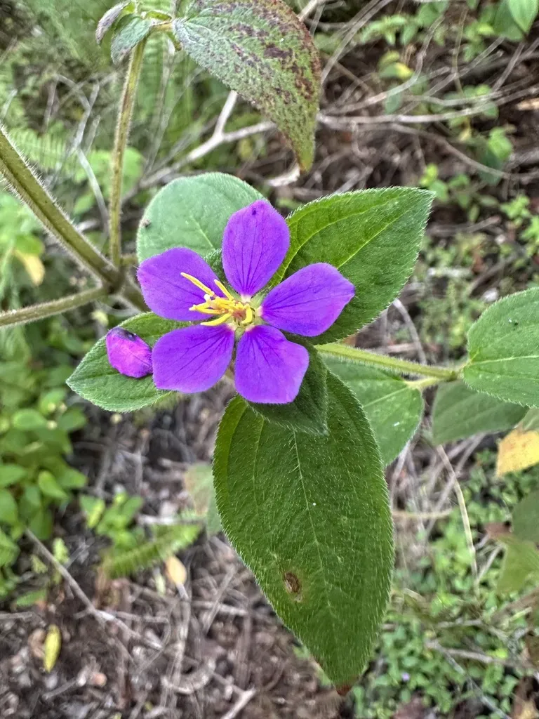 Cane Tibouchina