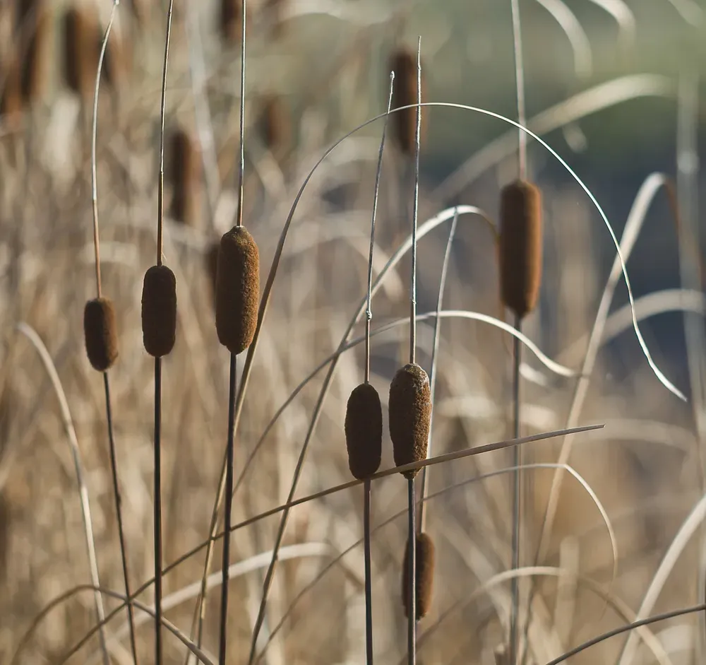 Graceful Cattail