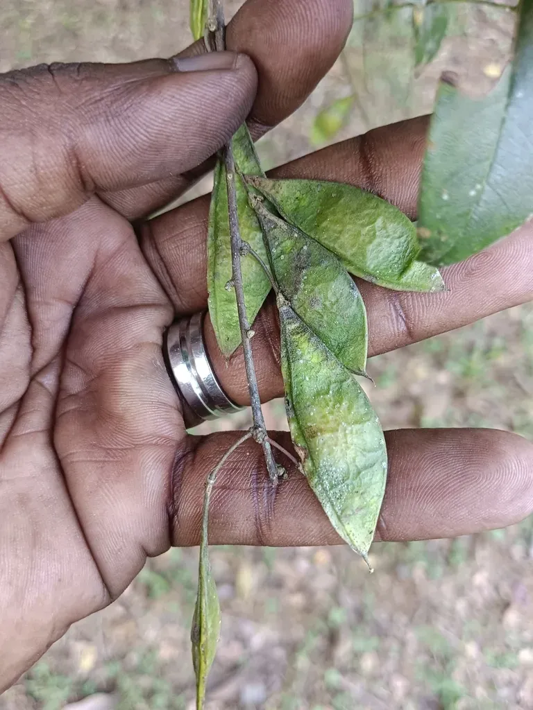 Brachypterum Scandens