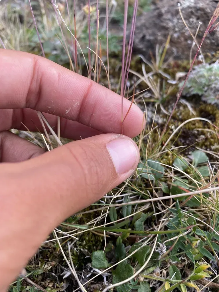 Northern Fescue
