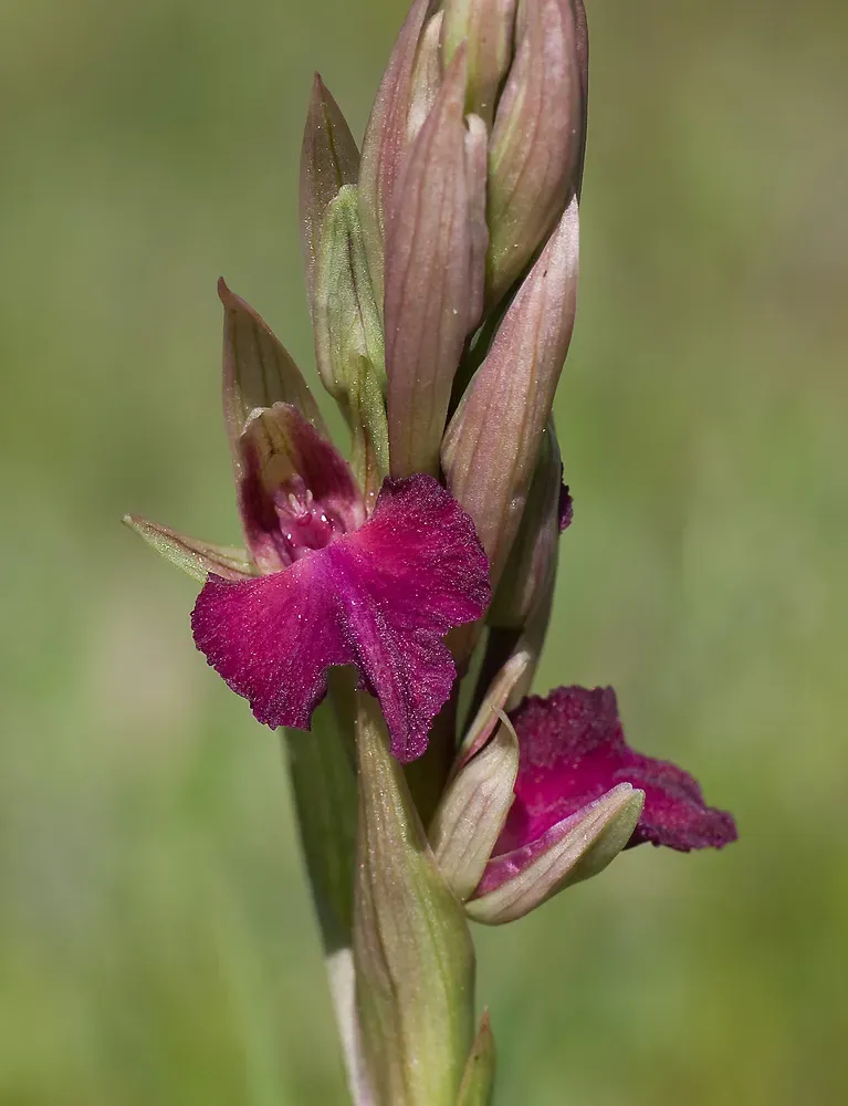 × Serapicamptis Bevilacquae