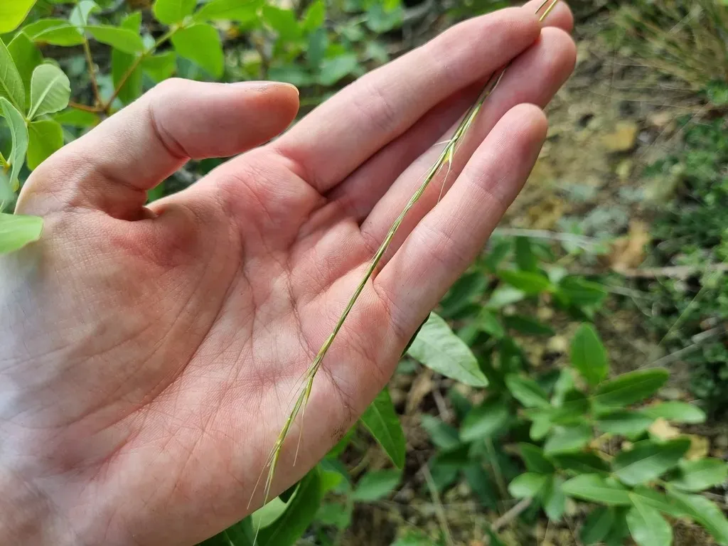 Achnatherum Bromoides