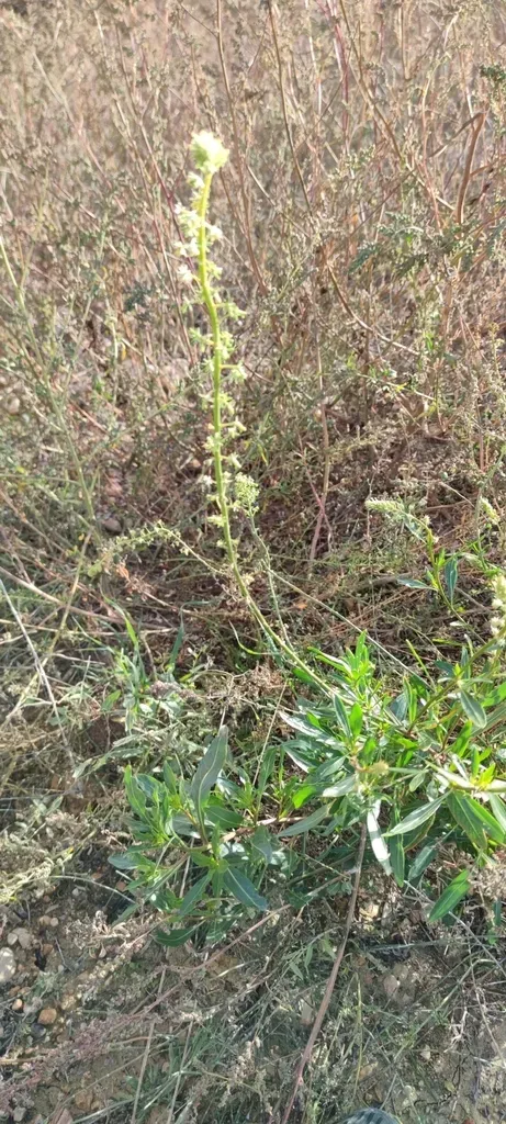 Reseda Lanceolata