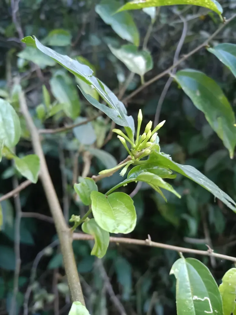 Wildjasmine Cestrum