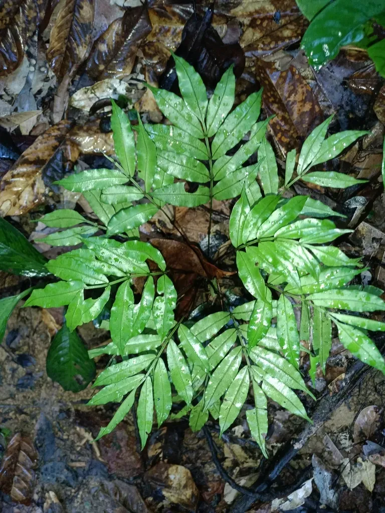 Danaea Leprieurii