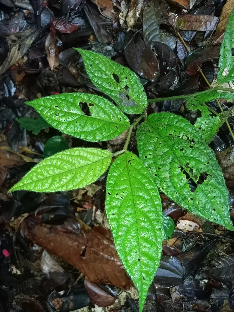 Piper Brownsbergense