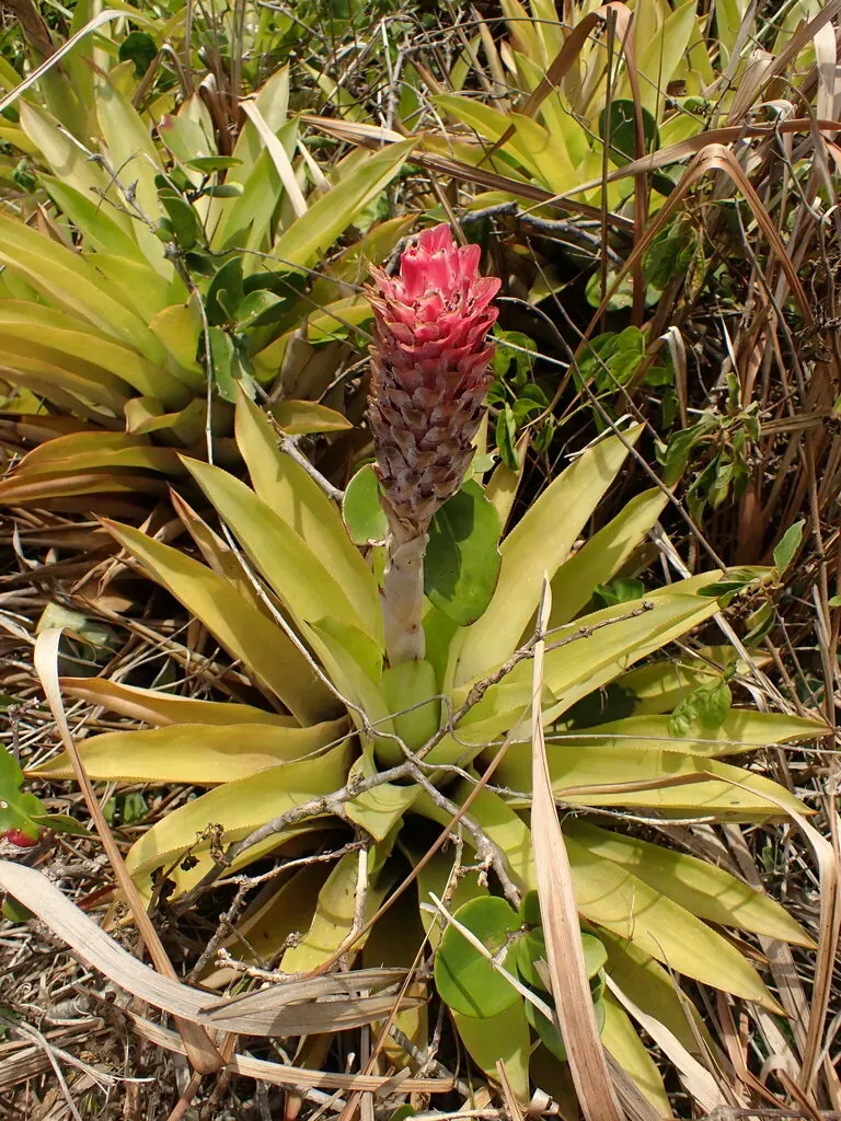 Quesnelia Quesneliana
