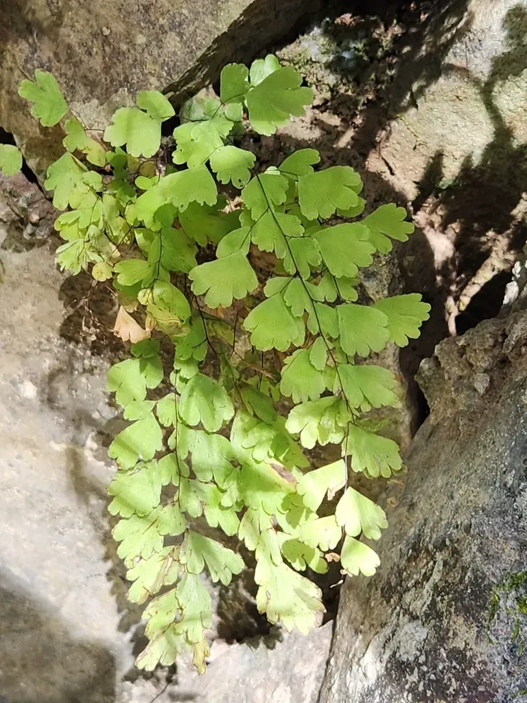 Adiantum Andicola