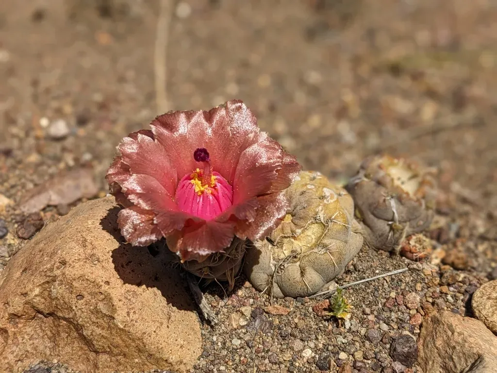 Pterocactus Neuquensis