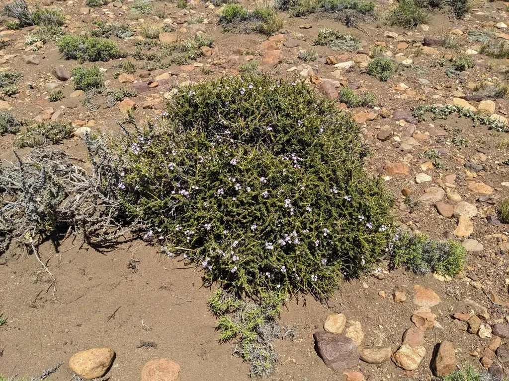 Junellia Connatibracteata