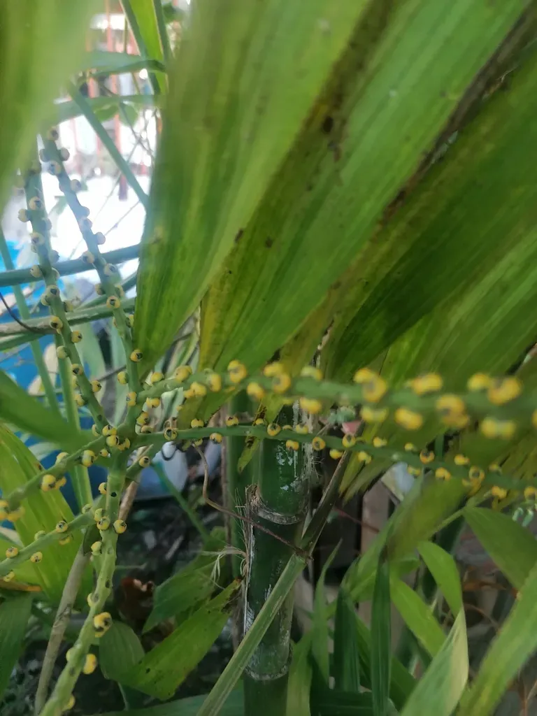 Costa Rican Bamboo Palm
