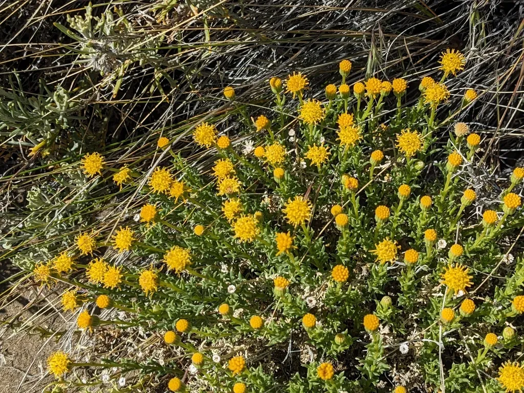 Senecio Steparius