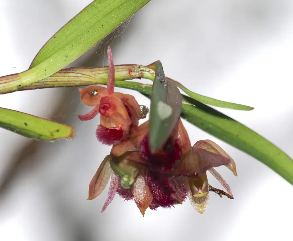 Epidendrum Cottoniiflorum