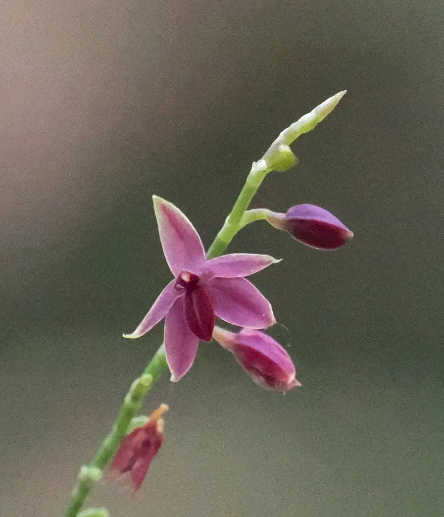 Platystele Consobrina