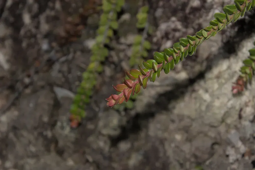 Vaccinium Microphyllum
