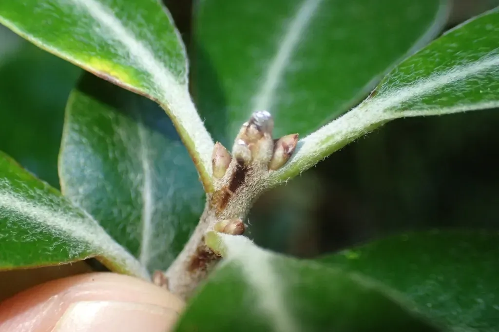 Pittosporum Huttonianum