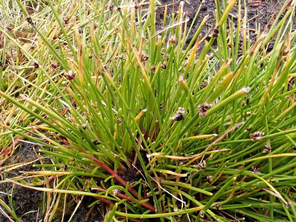 Isolepis Habra