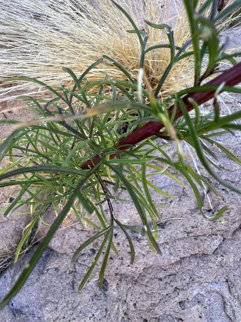 Wright's Thimblehead