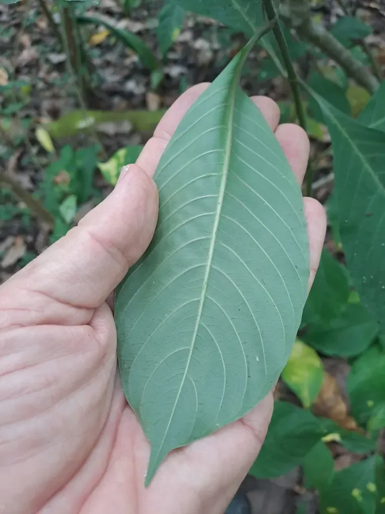 Palicourea Hebeclada