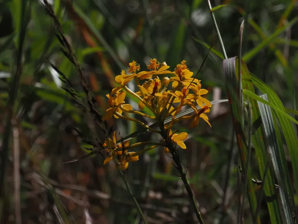 Epidendrum Melinanthum