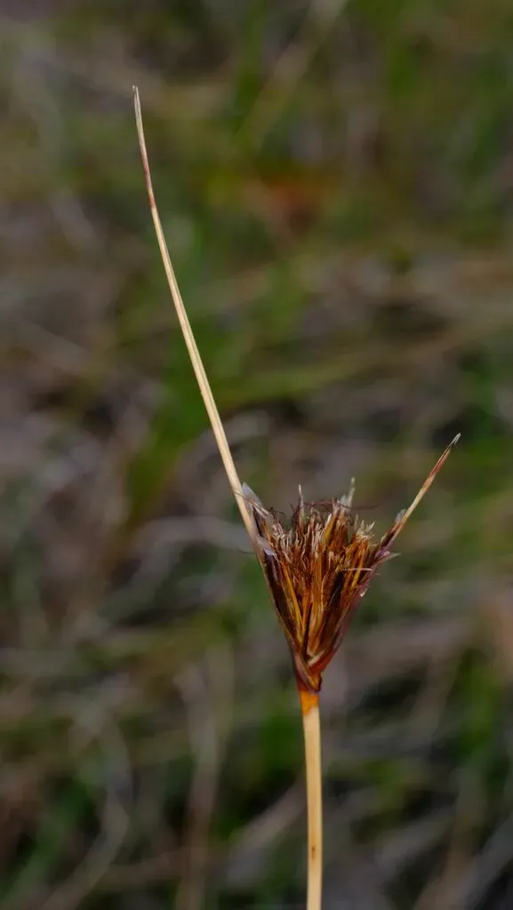 Feather Sedge