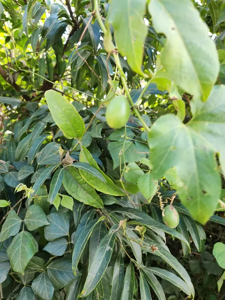 Passiflora Adenopoda